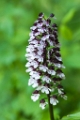 Purperorchis 2013 - 04